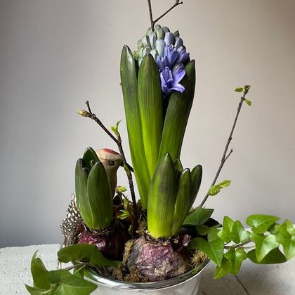 Гиацинт в кашпо