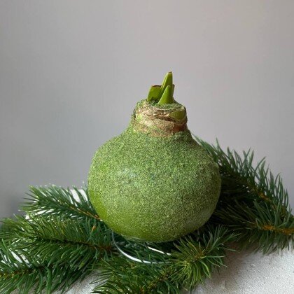 Амариллис в зелёном флоке