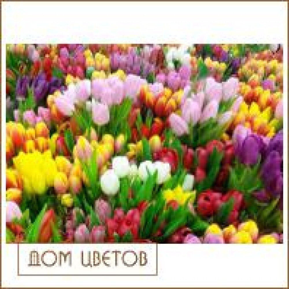 Тюльпаны микс Поштучно  art 593