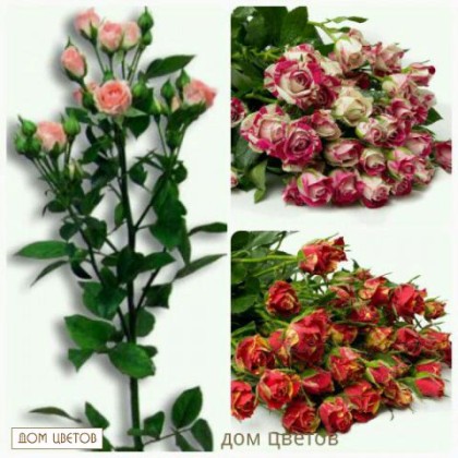 Роза Кустовая (Микс) 50-60см. (цвет на выбор) art 134