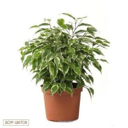 Фикус Бенджамин  art 556