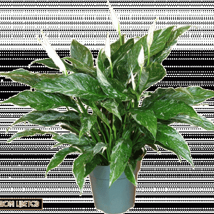 Спатифиллум Домино Полосатый art 536