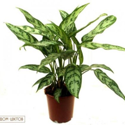 Растение в горшке «Аглаонема Микс» art 500