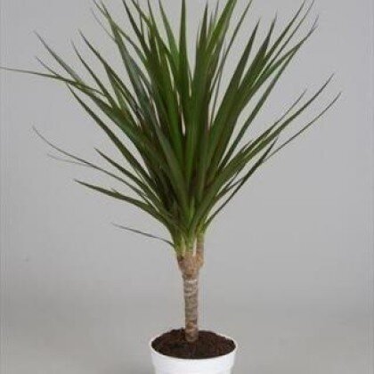 Растение в горшке «Драцена 1 ствол» art 514