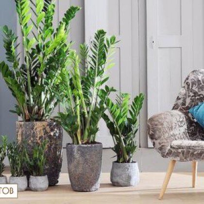 Растение в горшке «Замиокулькас» art 512