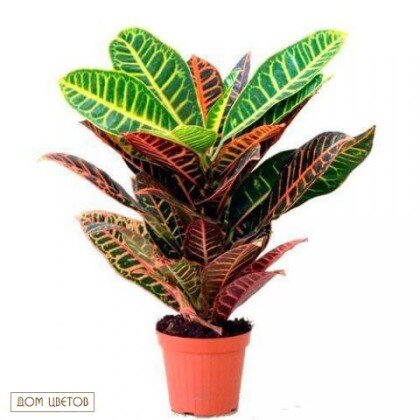 Растение в горшке «Кротон» art 496