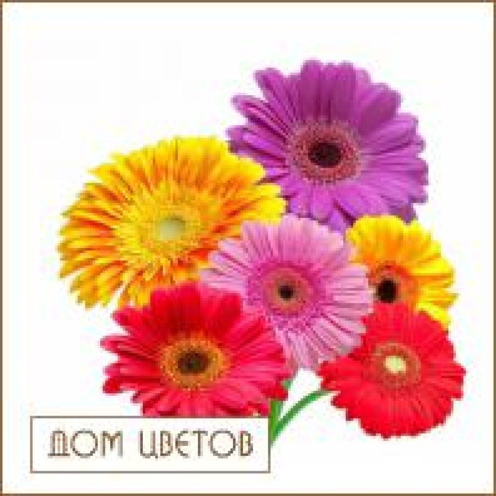 Гербера Микс (поштучно) art 620