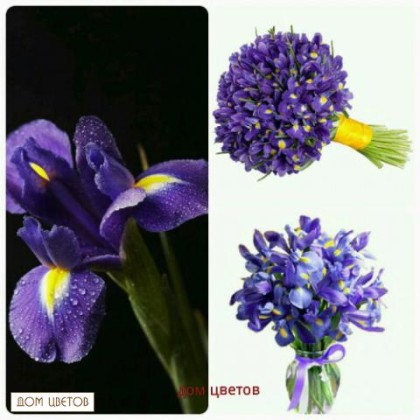 Ирис (В наличии есть синий и жёлтый ирис)  цвет на выбор, указывайте в комментариях