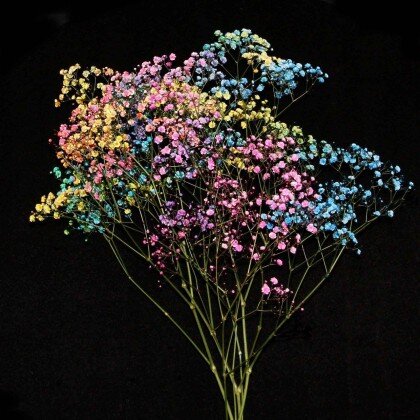 Гипсофила цветная микс