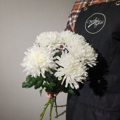 Хризантема одноголовая белая 5шт