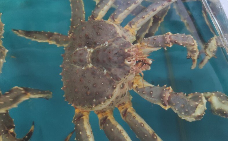 Живой камчатский краб(крупный)