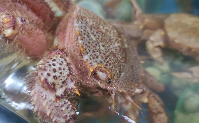 Живой краб волосатик