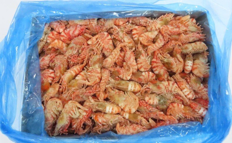 Креветка морской дракон (средняя)