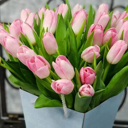 Тюльпан бело-розовый