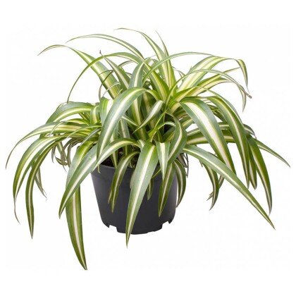 Хлорофитум