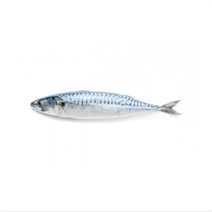 Скумбрия с/м атлантическая (Фарерские острова)