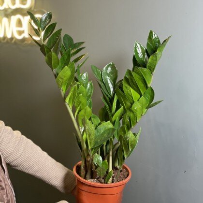 Замиокулькас