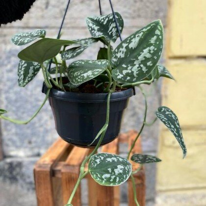 Сциндапсус (подвесной)