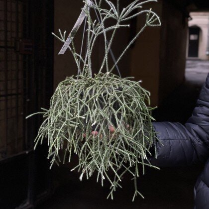 Рипсалис (подвесной)