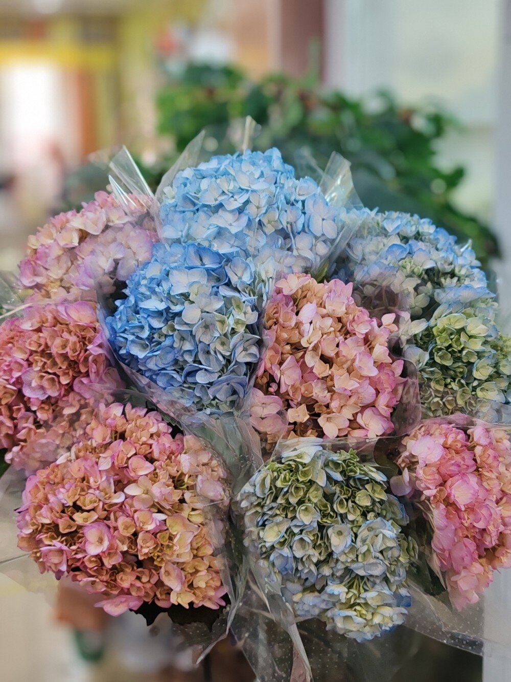 Гортензия ( Цвет на момент оформление заказа.)