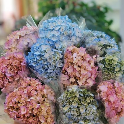 Гортензия ( Цвет на момент оформление заказа.)