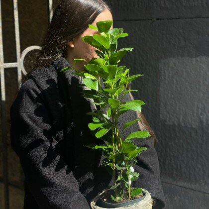 Фикус Моклэйм (Мокламе)