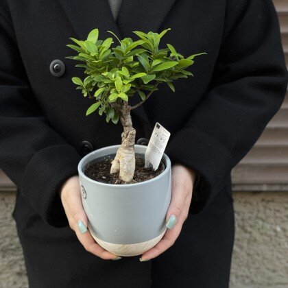 Фикус Микрокарпа Гинсенг (корень Мандрагоры из Гарри Поттера)