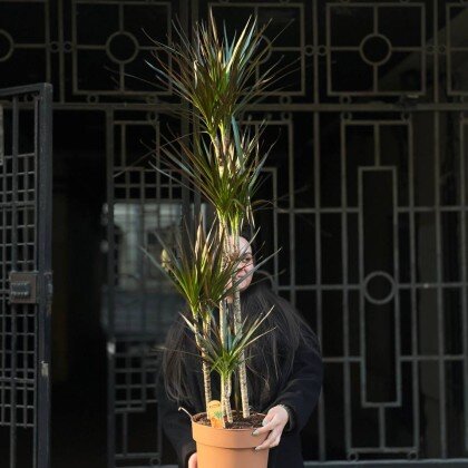 Драцена (Marginata "magenta")