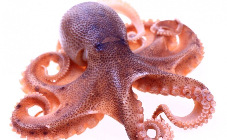 Осьминог целый 2-3 prem с/м (Марокко)