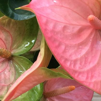 Антуриум микс 45/12