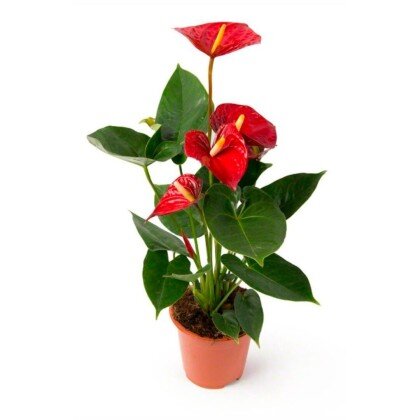 Антуриум красный 45/14