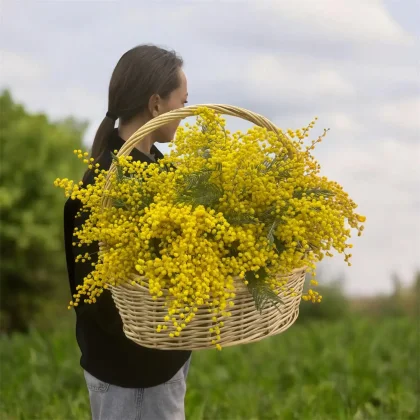 Корзина мимоз XL