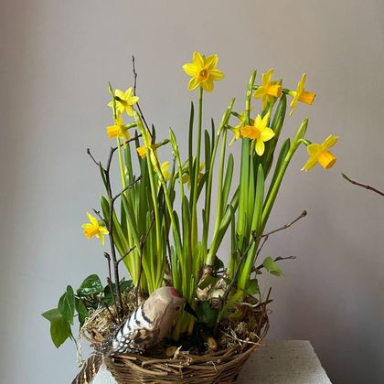Композиция с нарциссами