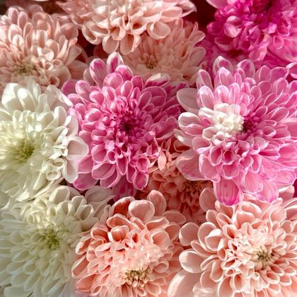 Хризантема кустовая цветная *9шт