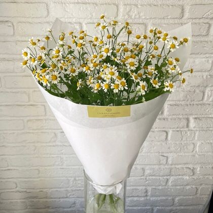 Кустовые ромашки