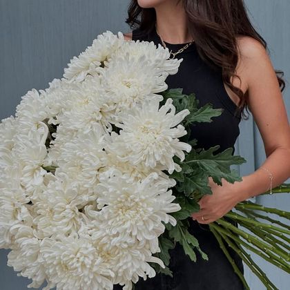 Хризантема одноголовая *15шт