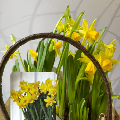 Нарциссы в сумочке