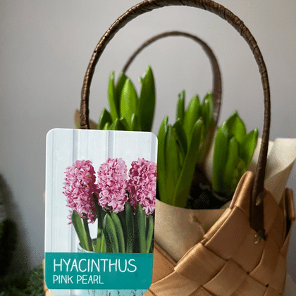 Розовые гиацинты в сумочке