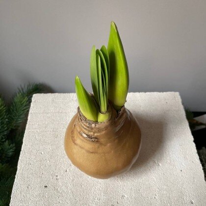 Амариллис Золотая луковка