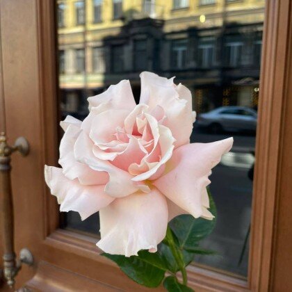 Роза французская нежно-розовая