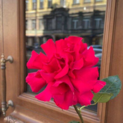 Роза французская ярко-розовая