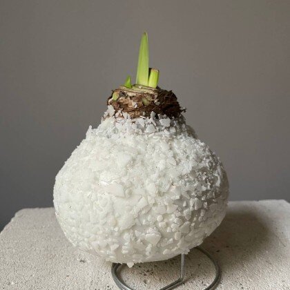 Амариллис в белом воске