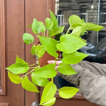 Эпипремнум 30 см