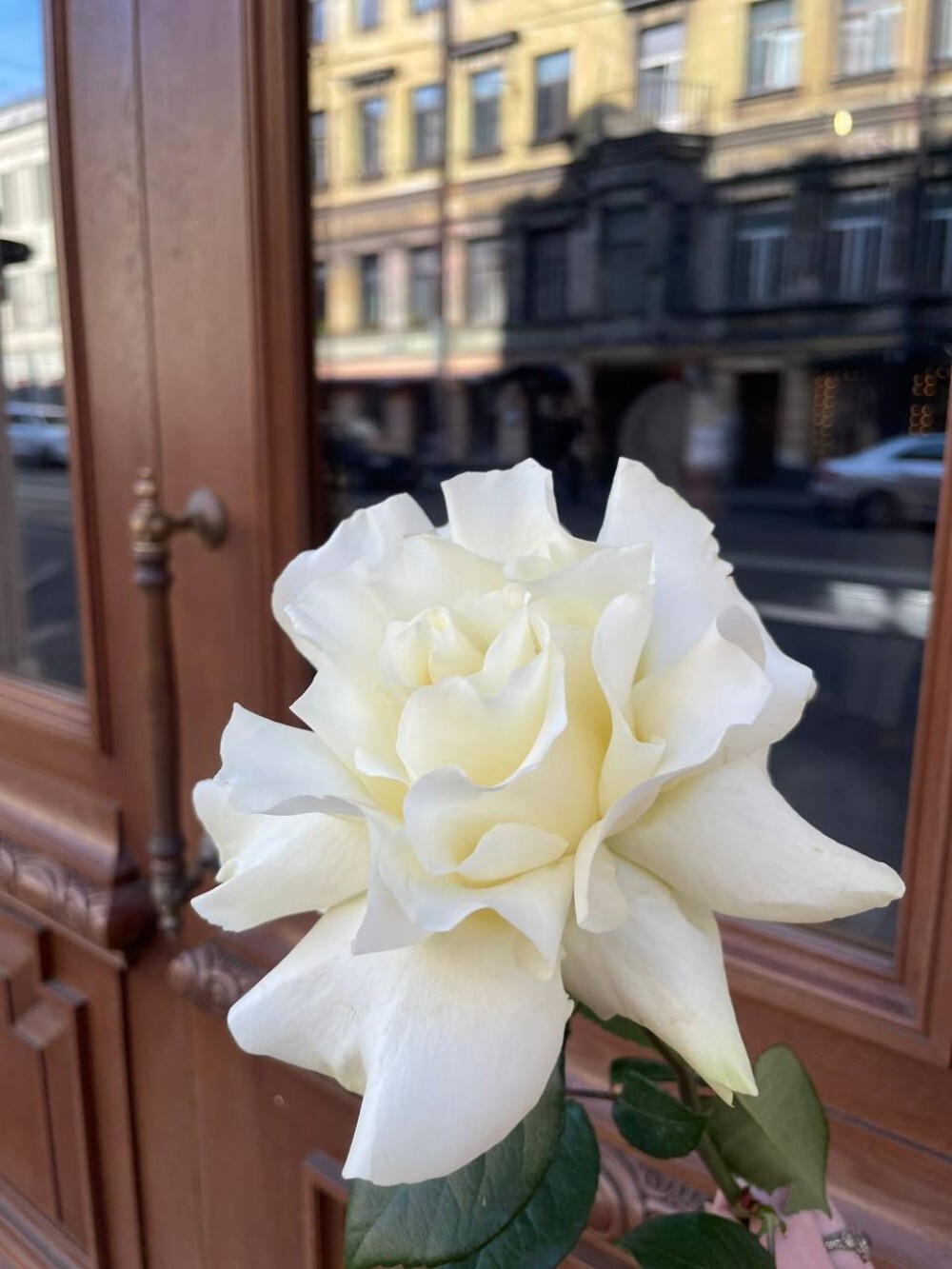Роза французская белая