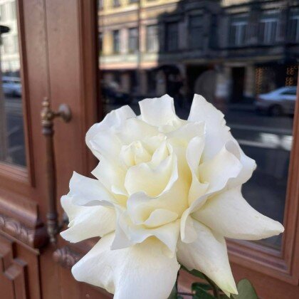 Роза французская белая