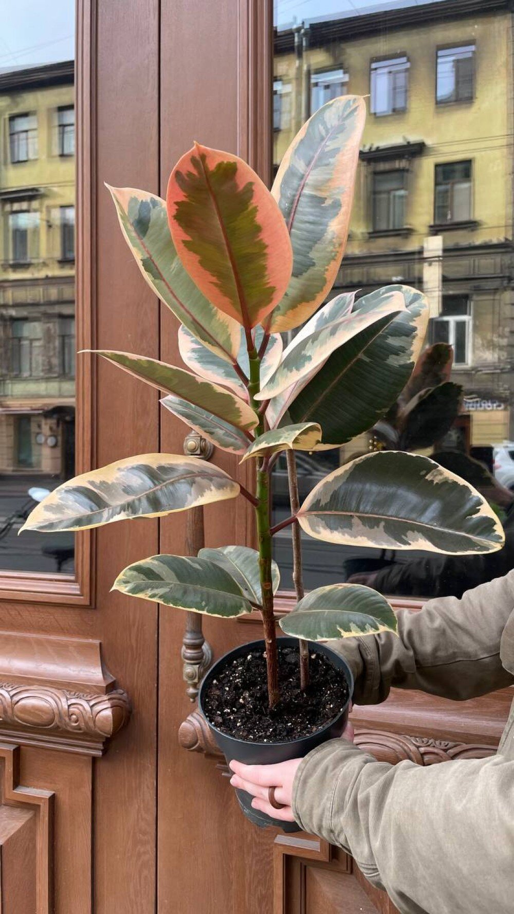 Фикус Эластика Белиз 65 см