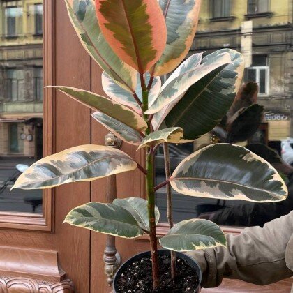 Фикус Эластика Белиз 65 см