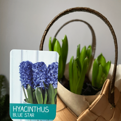 Синие гиацинты в сумочке