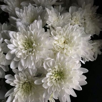 Хризантема кустовая 25шт