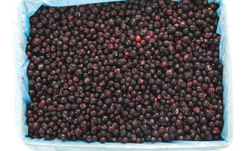 СМОРОДИНА ЧЕРНАЯ